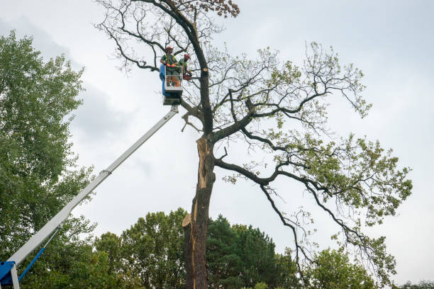 How Our Tree Care Process Works  in  Spencerville, OH